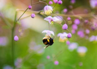 Thumbnail for the post titled: Pollinating Outdoor Crops Using Western Bumblebees